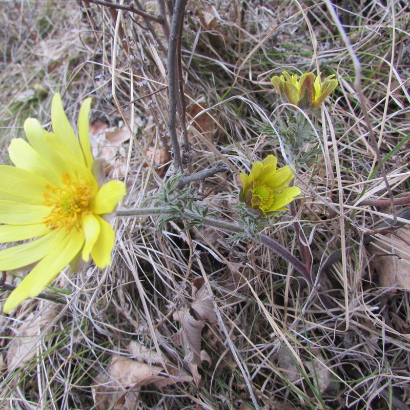 Adonis villosa photo 3