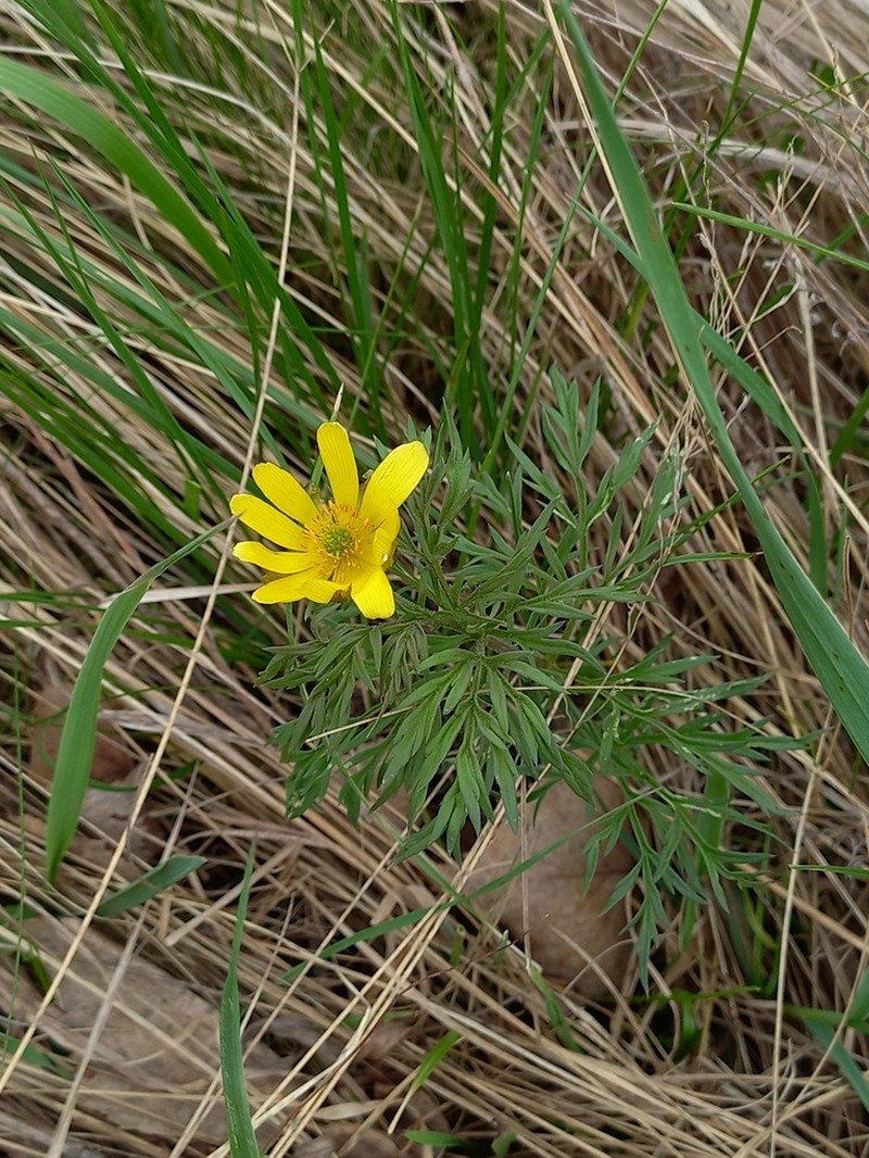 Adonis villosa photo 4