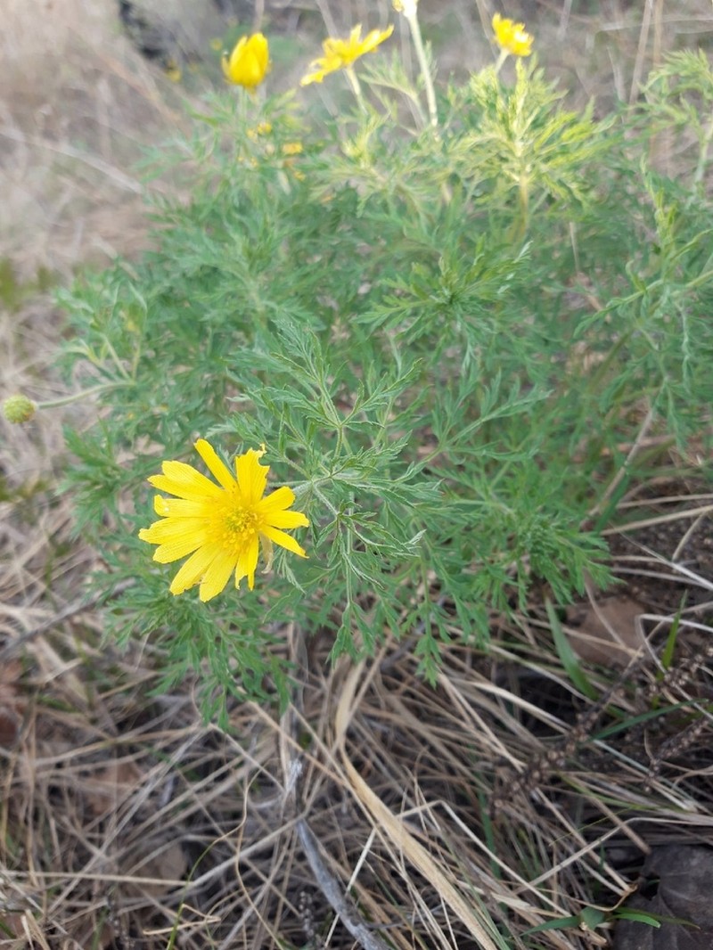 Adonis villosa photo 5