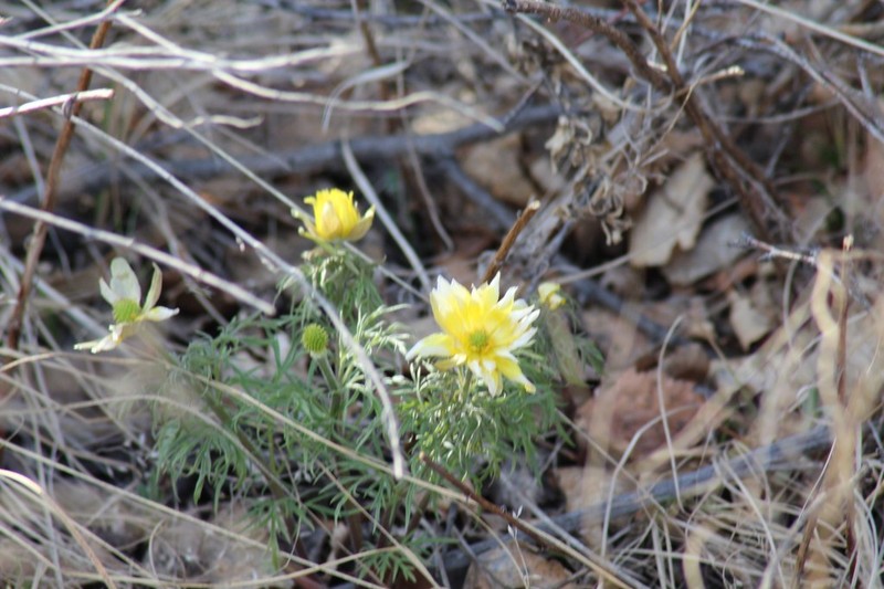 Adonis villosa photo 6