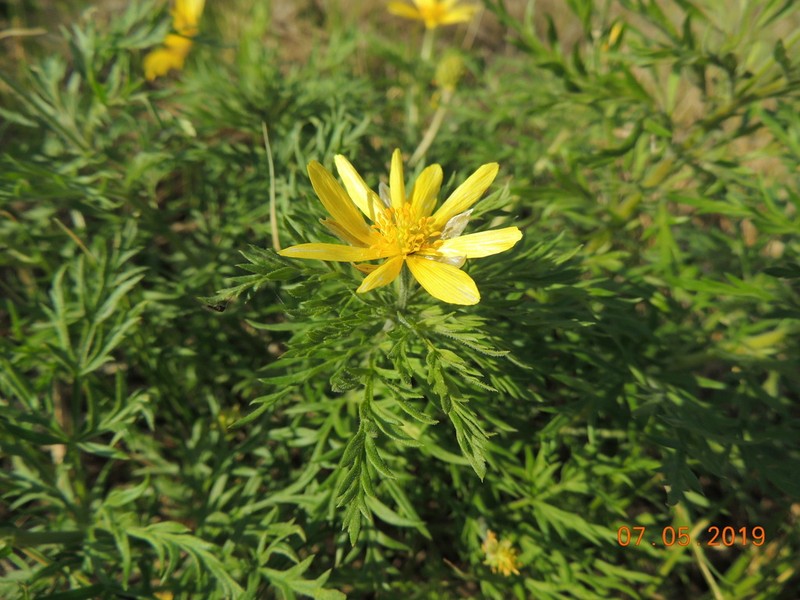 Adonis villosa photo 7