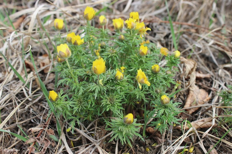Adonis volgensis photo 2