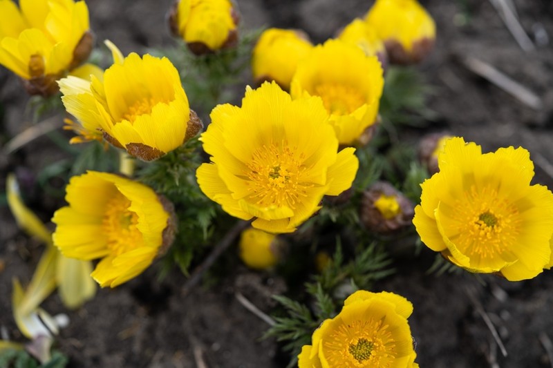 Adonis volgensis photo 3