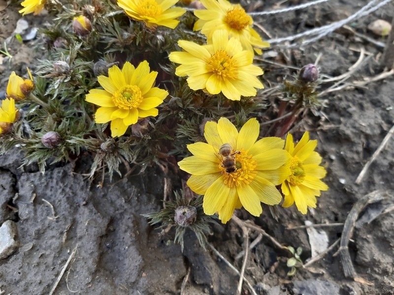 Adonis volgensis photo 4