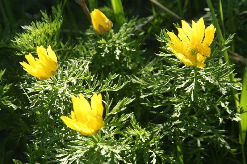 Adonis volgensis photo 6