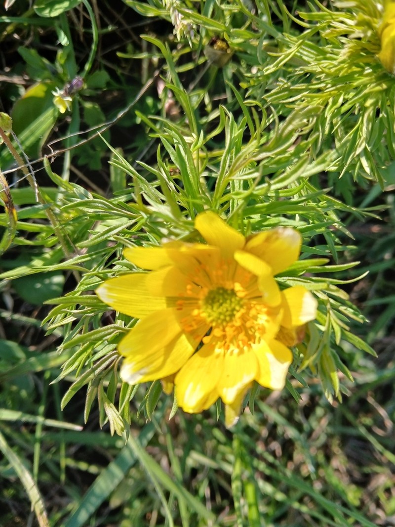 Adonis volgensis photo 8