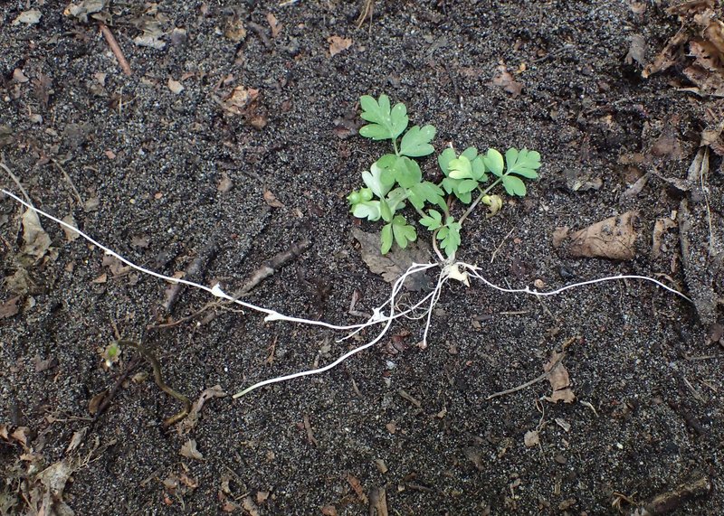 Muskroot photo 2