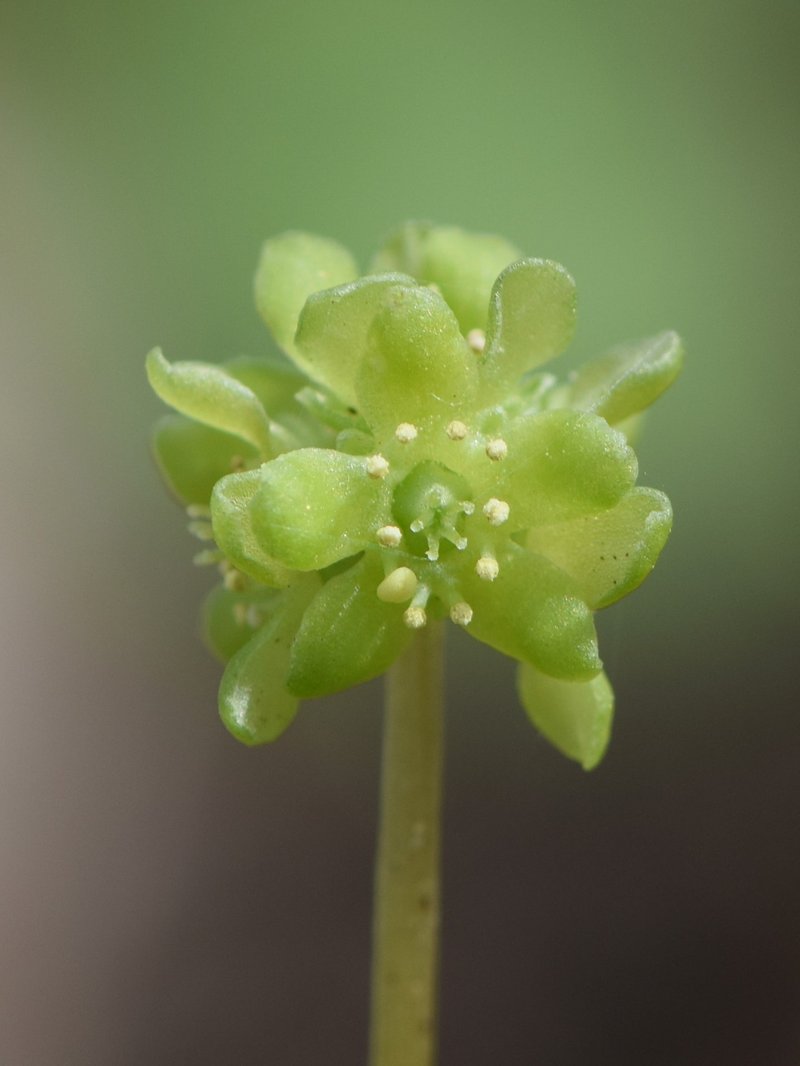 Muskroot photo 3