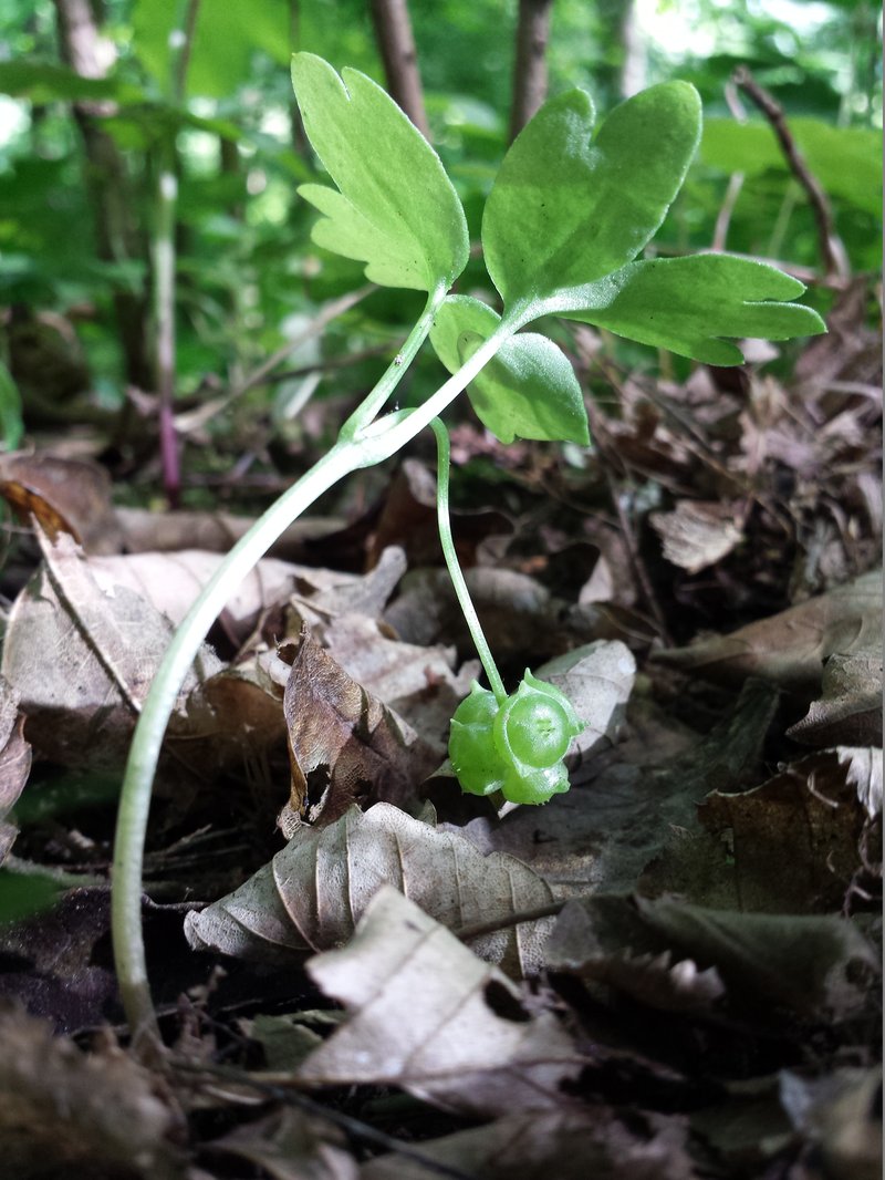 Muskroot photo 4