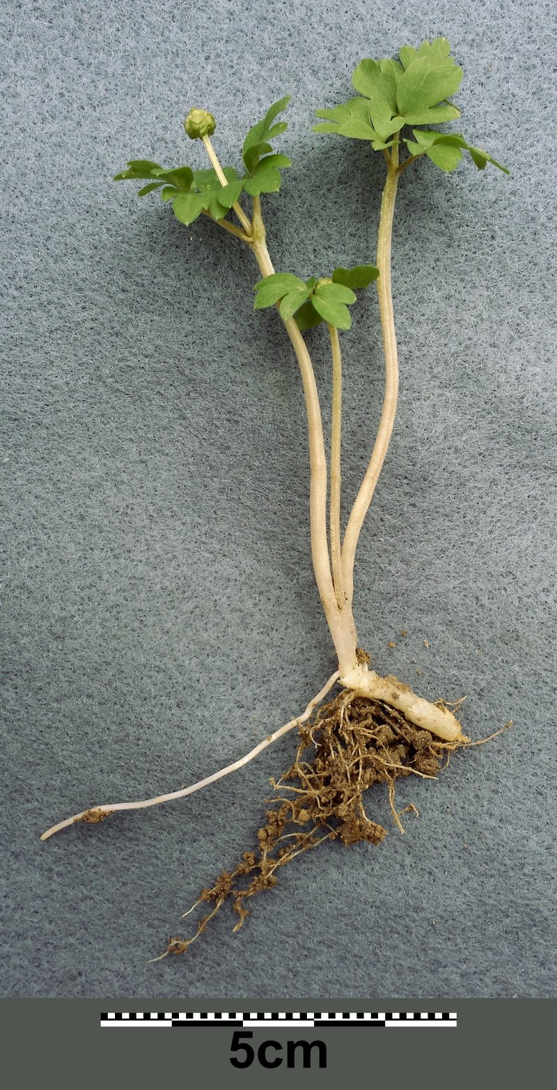 Muskroot photo 5