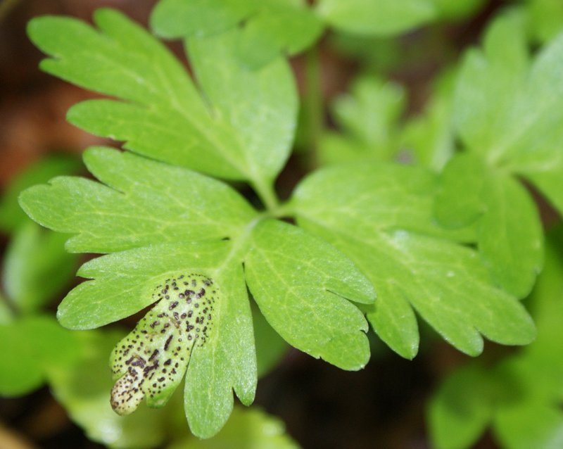 Muskroot photo 6