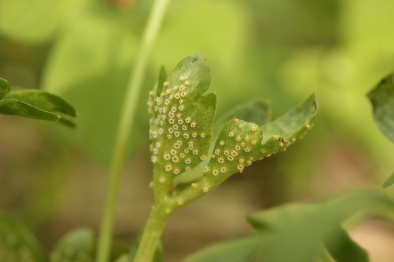 Muskroot photo 7