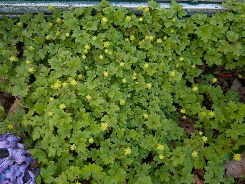 Muskroot photo 8