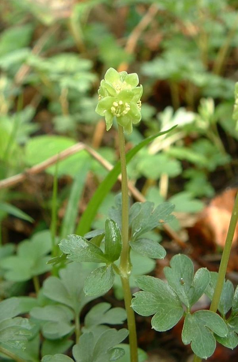 Muskroot