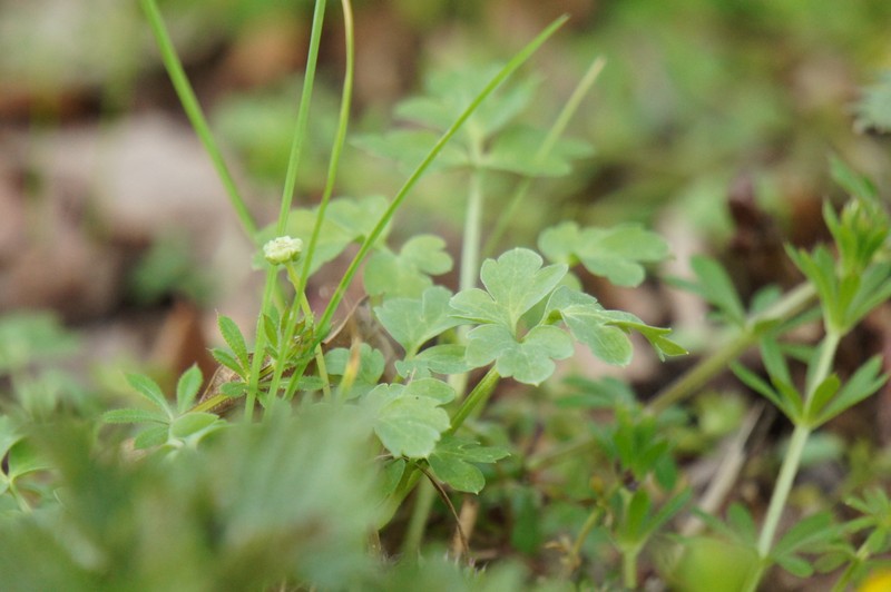 Adoxa moschatellina subsp. moschatellina
