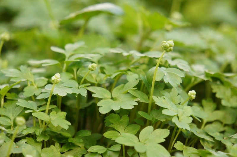 Adoxa moschatellina subsp. moschatellina photo 2