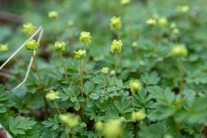 Adoxa moschatellina subsp. moschatellina photo 3