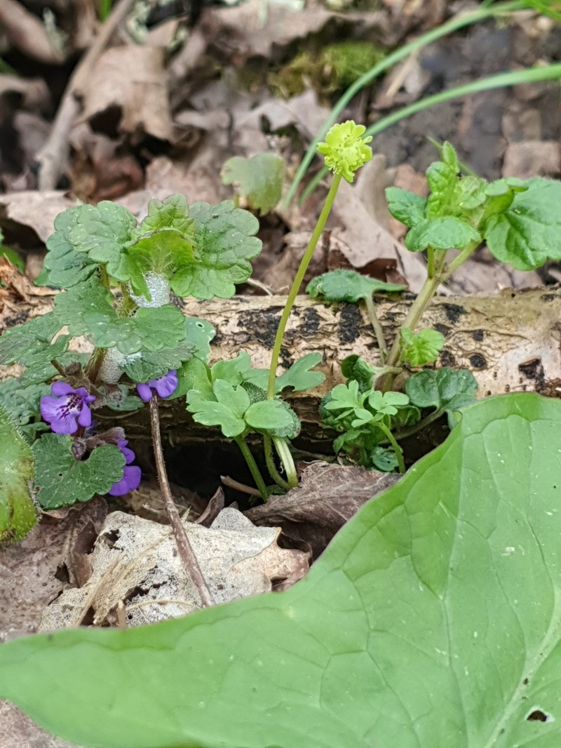 Adoxa moschatellina subsp. moschatellina photo 4