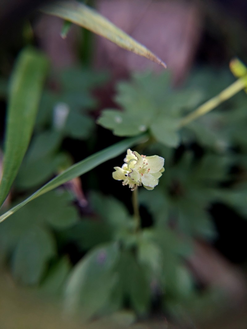 Adoxa moschatellina subsp. moschatellina photo 5
