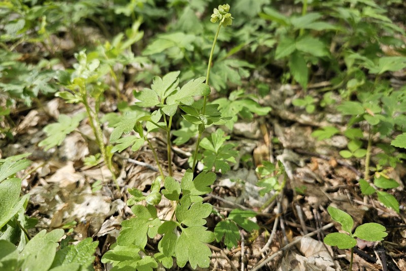 Adoxa moschatellina subsp. moschatellina photo 6