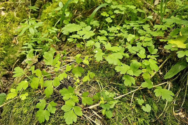 Adoxa moschatellina subsp. moschatellina photo 7