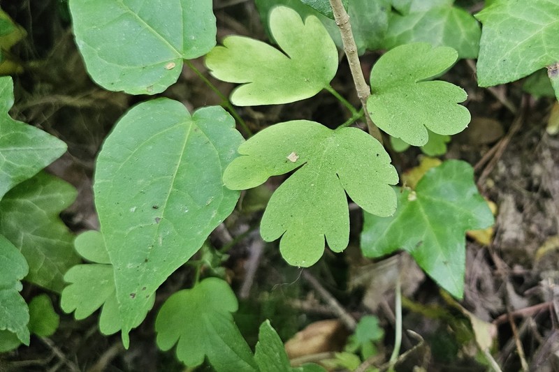 Adoxa moschatellina subsp. moschatellina photo 8
