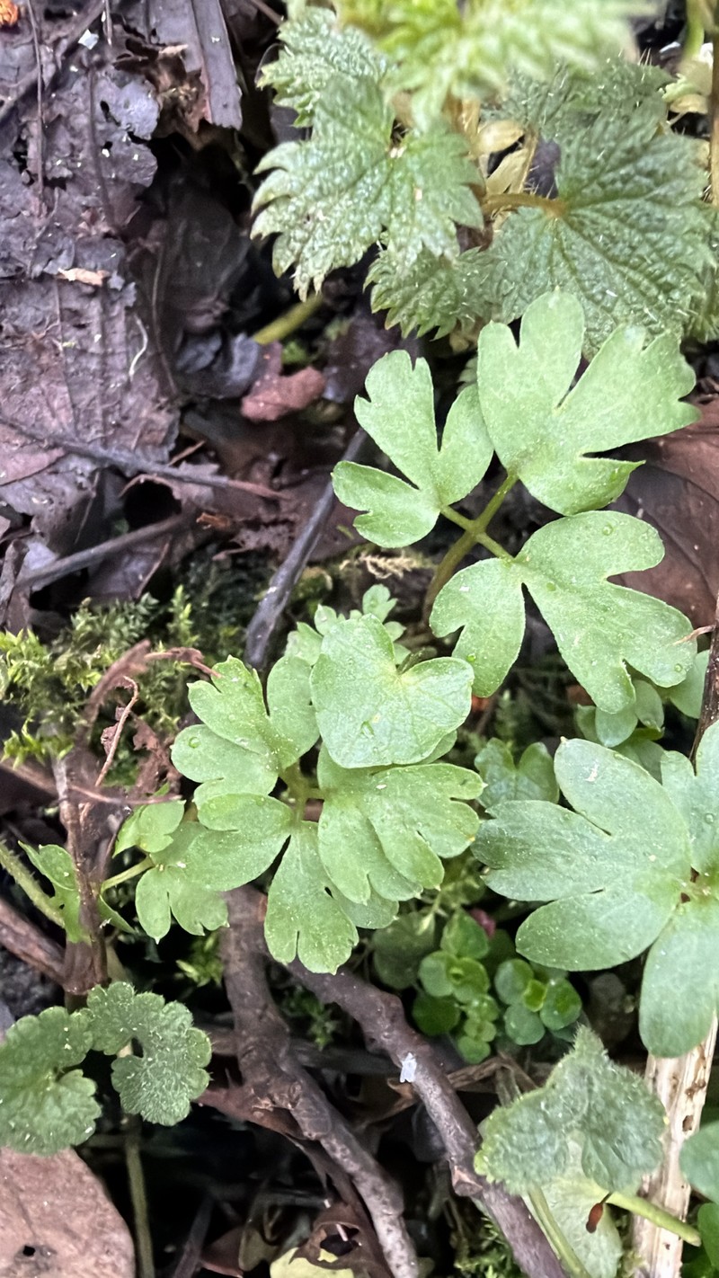 Adoxa xizangensis photo 2