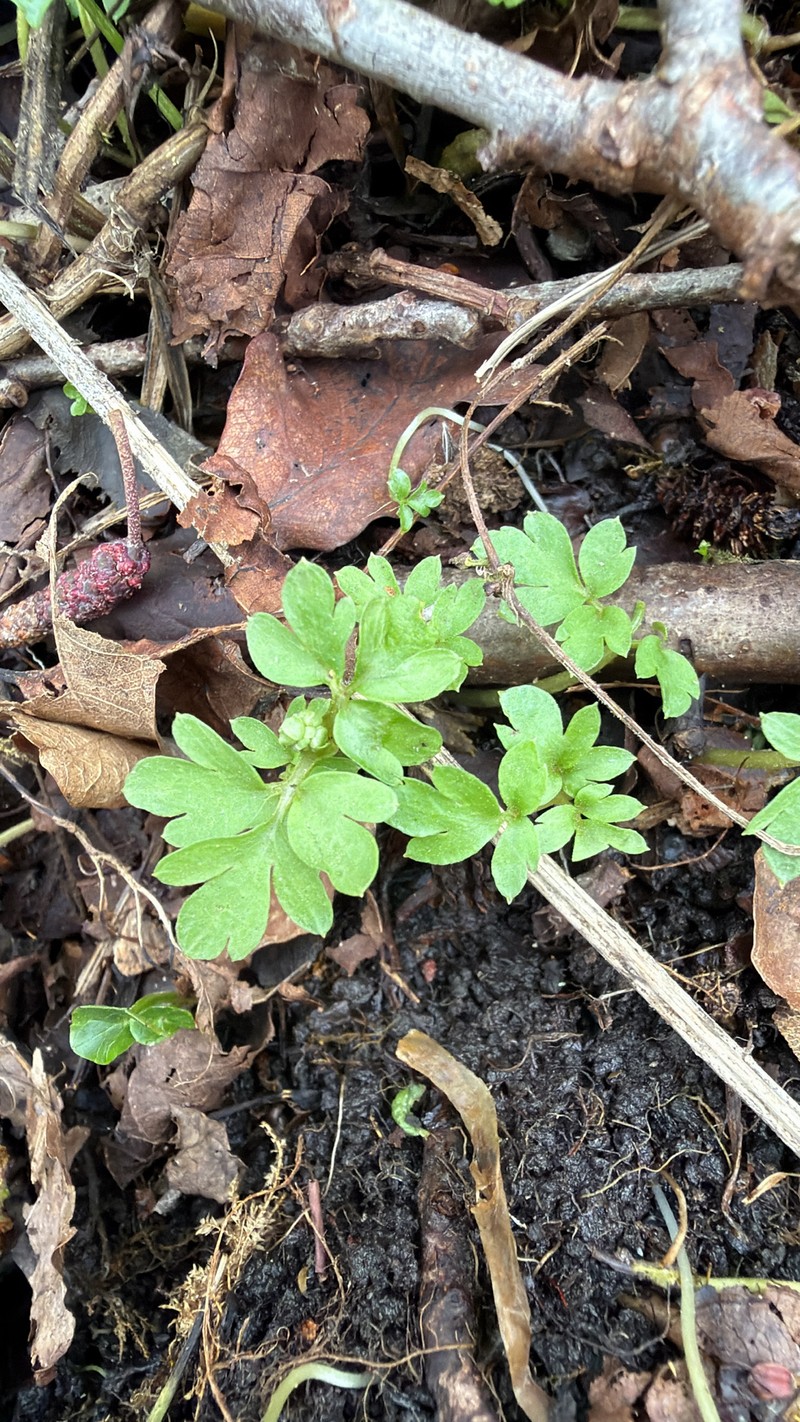 Adoxa xizangensis photo 3