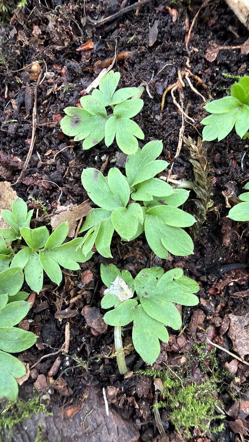 Adoxa xizangensis photo 4