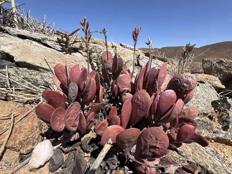 Adromischus alstonii photo 2