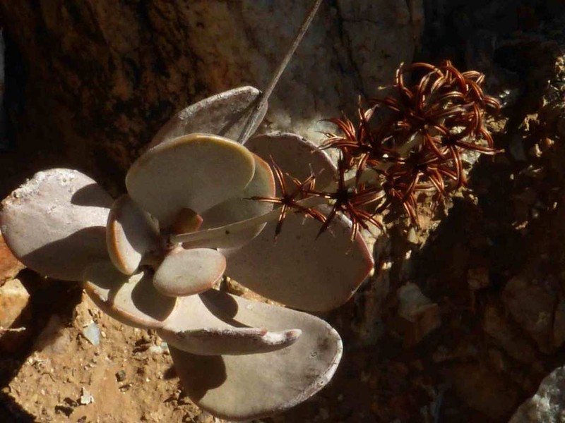 Adromischus alstonii photo 3