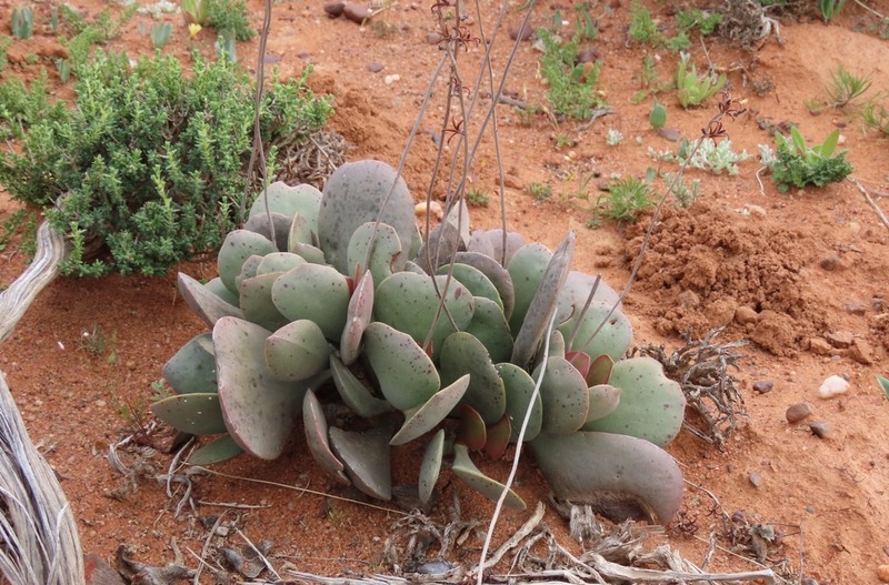 Adromischus alstonii photo 4
