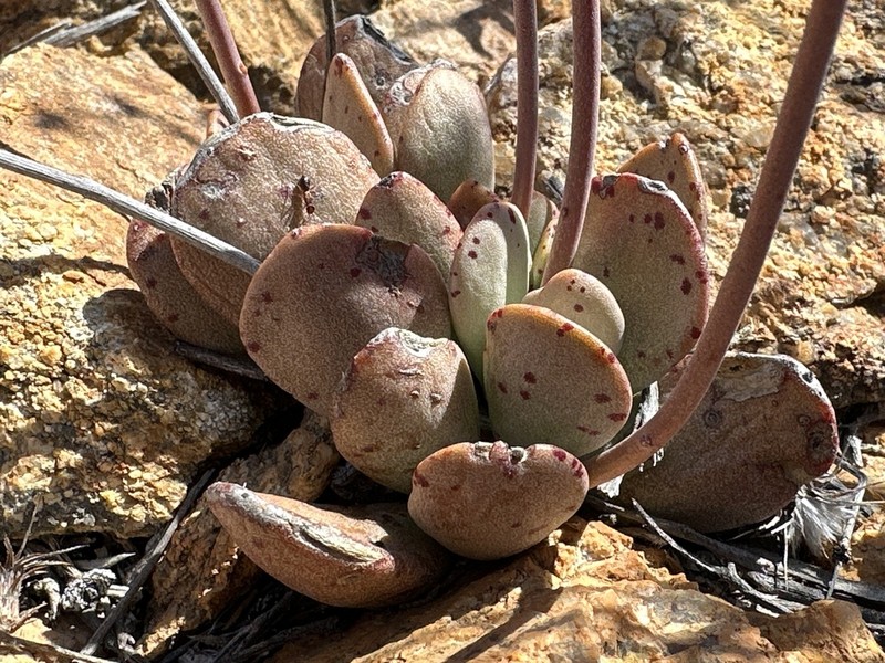 Adromischus alstonii photo 5