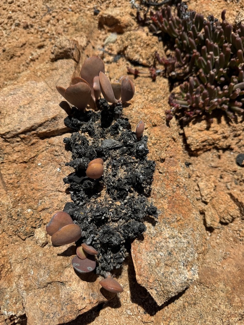 Adromischus alstonii photo 6