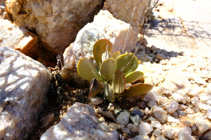 Adromischus alstonii photo 7