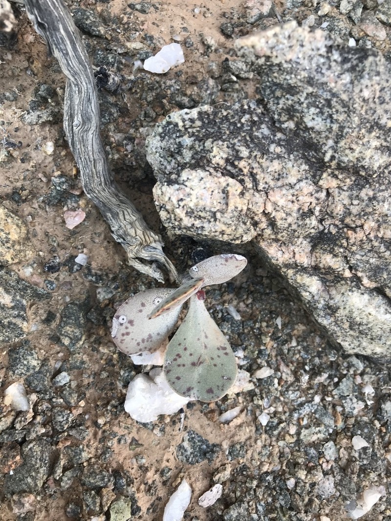 Adromischus alstonii photo 8