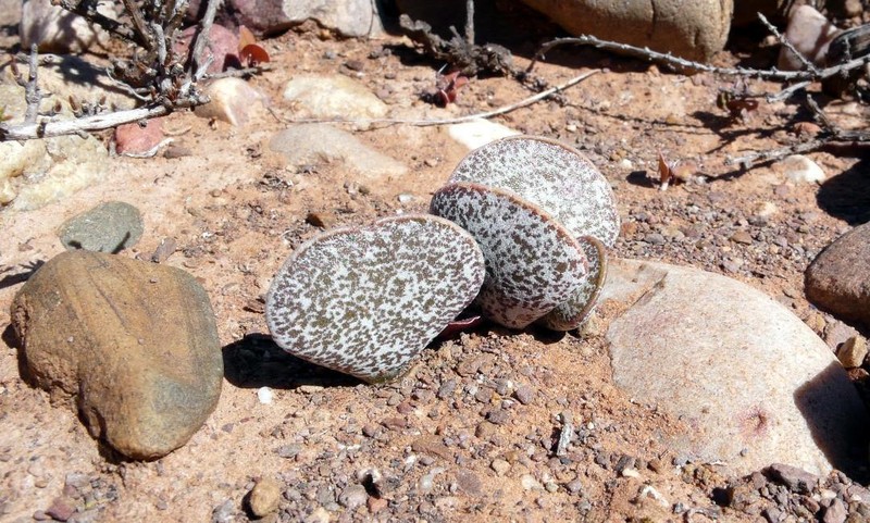 Adromischus bicolor photo 3