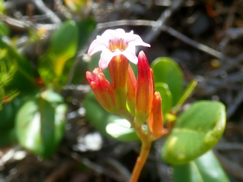 Adromischus caryophyllaceus