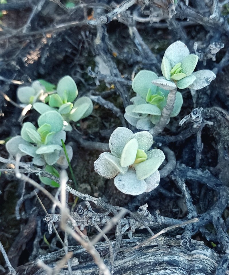 Adromischus caryophyllaceus photo 2