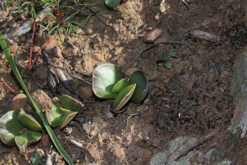 Adromischus caryophyllaceus photo 3