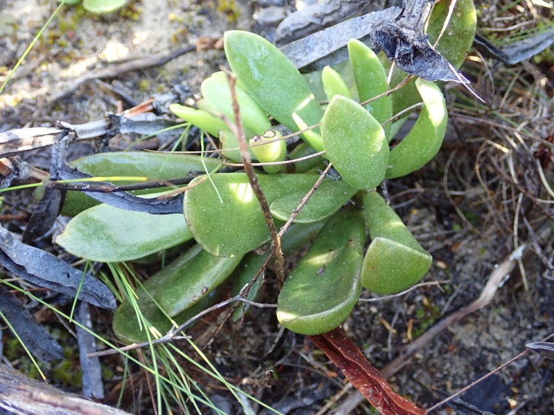 Adromischus caryophyllaceus photo 4