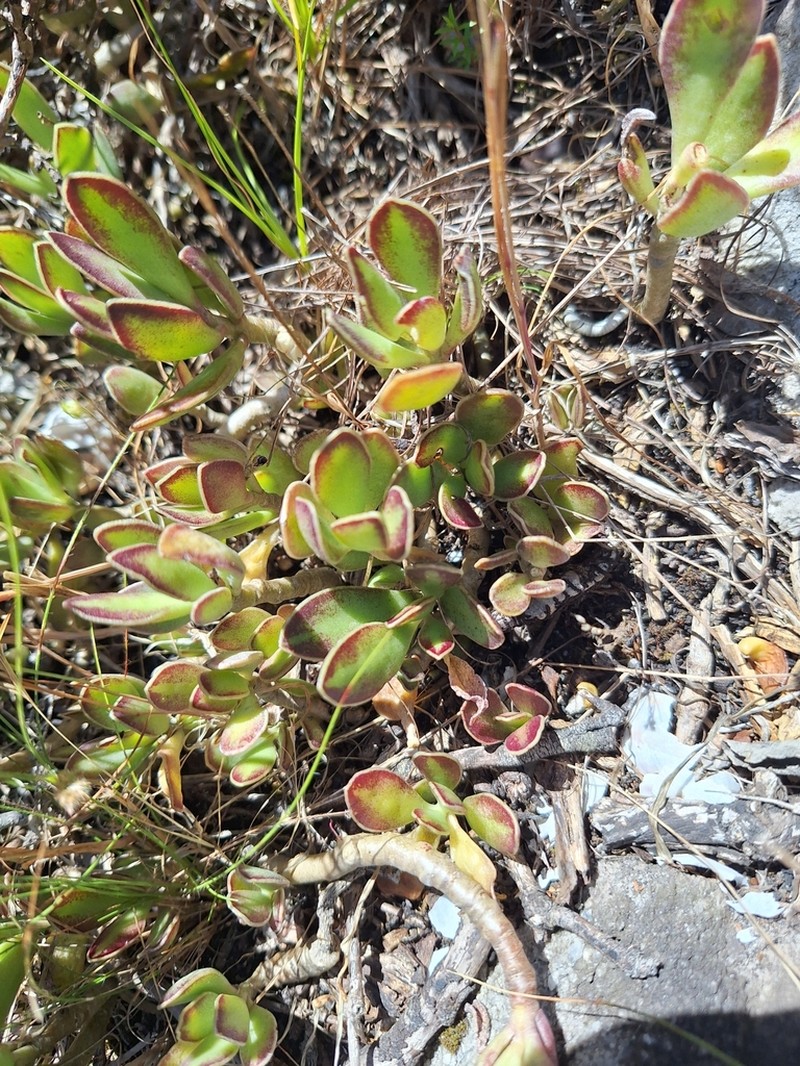 Adromischus caryophyllaceus photo 5