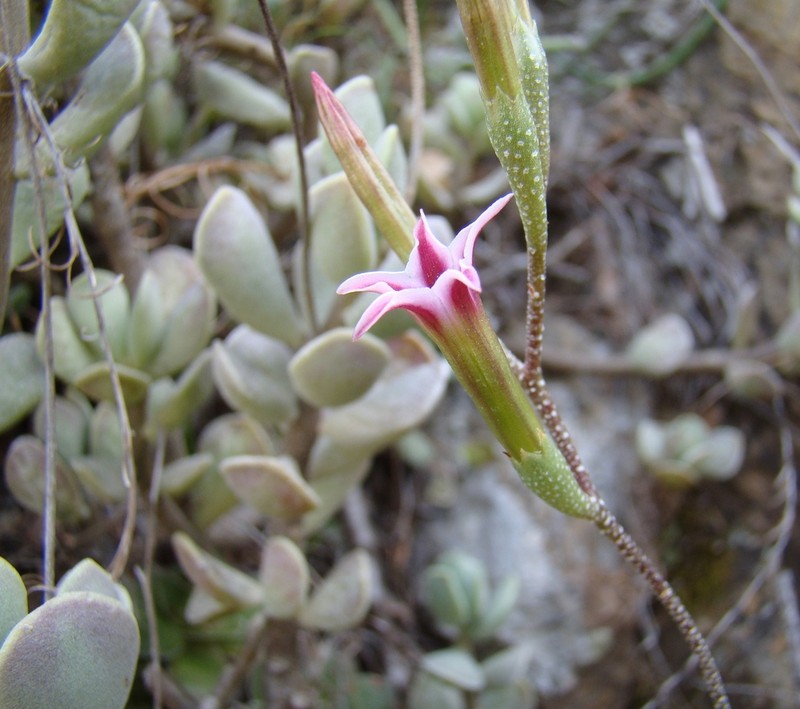 Adromischus caryophyllaceus photo 6