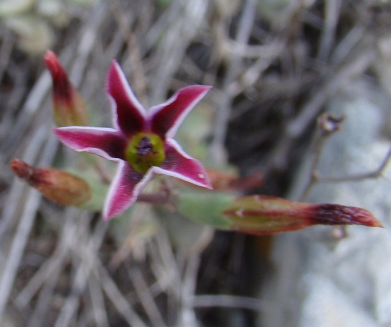 Adromischus caryophyllaceus photo 7