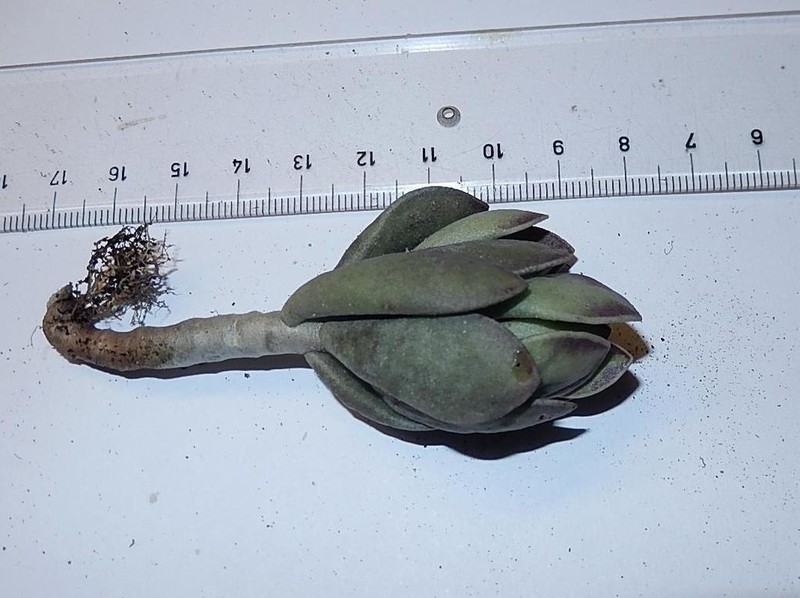 Adromischus caryophyllaceus photo 8