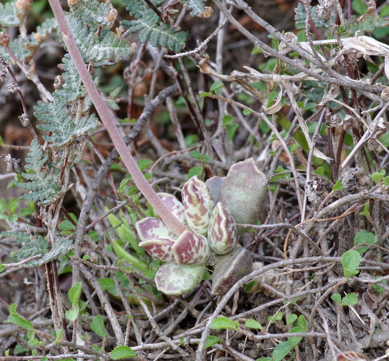 Adromischus cooperi photo 2