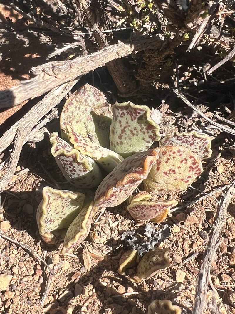 Adromischus cooperi photo 3