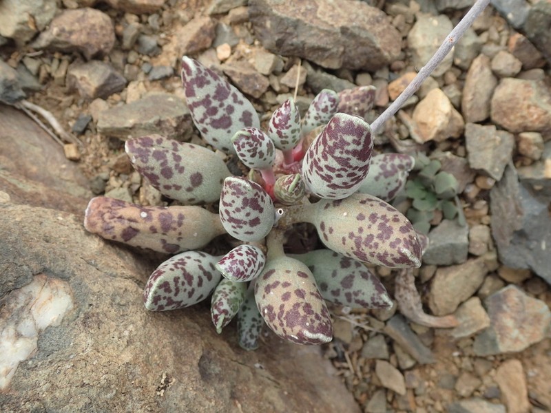 Adromischus cooperi photo 4
