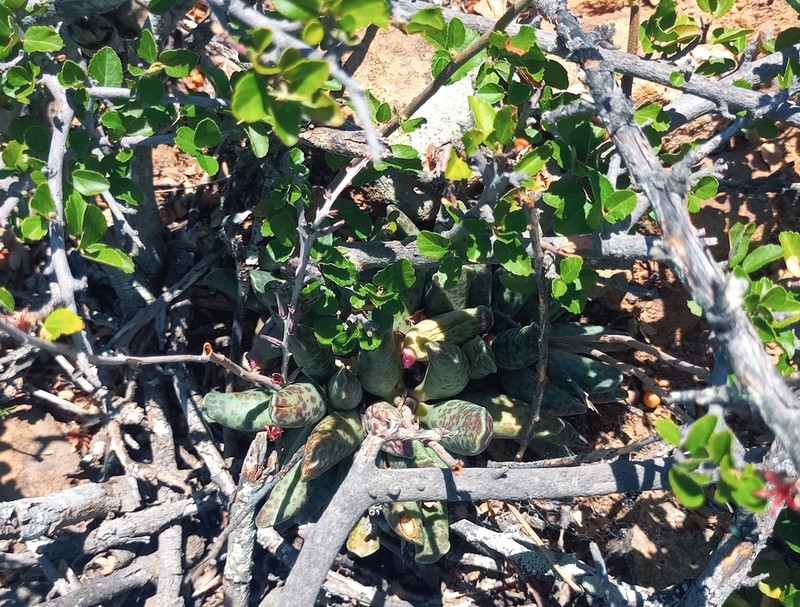 Adromischus cooperi photo 5