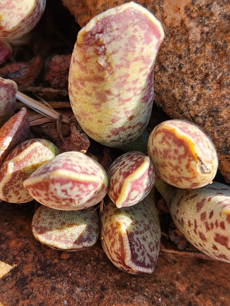 Adromischus cooperi photo 6